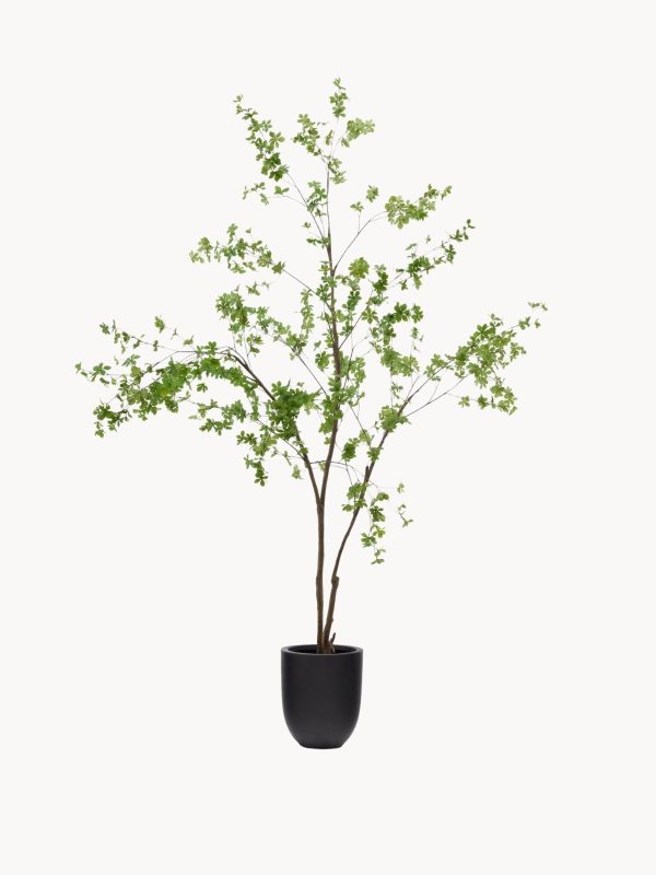 Dirbtinis augalas Enkianthus